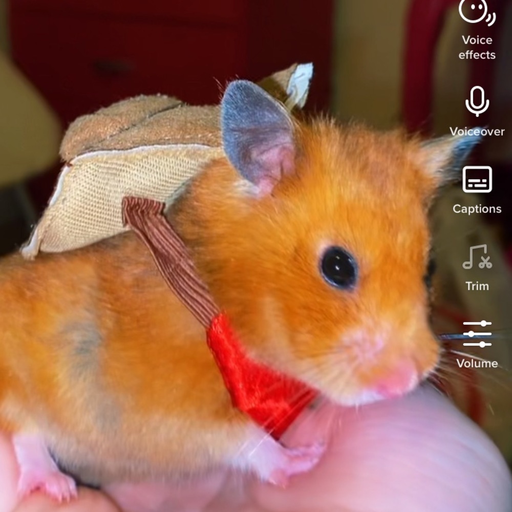 Small animal cowboy costume
